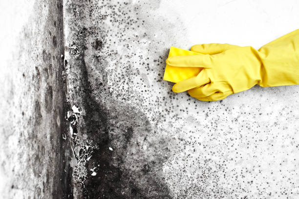 Best Home Mold Removal  in Bartonville, TX