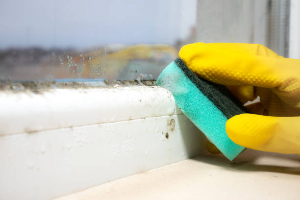 Best Fast Mold Removal  in Bartonville, TX