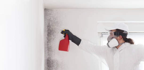 Best Affordable Mold Removal  in Bartonville, TX
