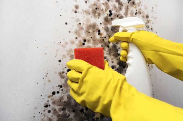 Best Mold Damage Repair  in Bartonville, TX