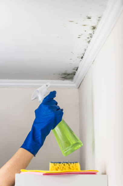 Best Toxic Mold Removal  in Bartonville, TX