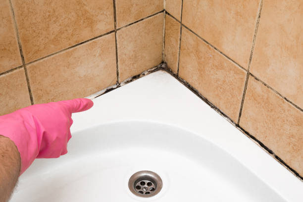 Mold Removal and Inspection in Bartonville, TX