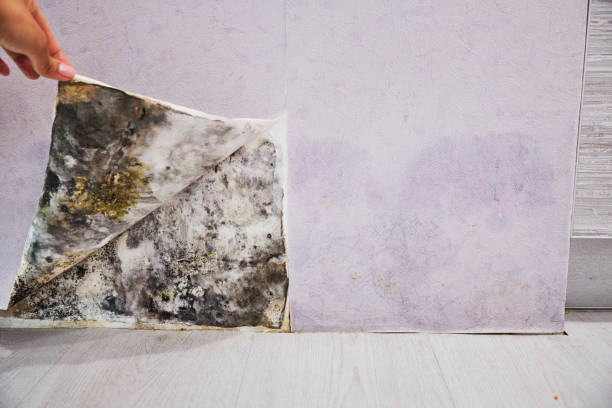 Reliable Bartonville, TX Mold Removal Solutions